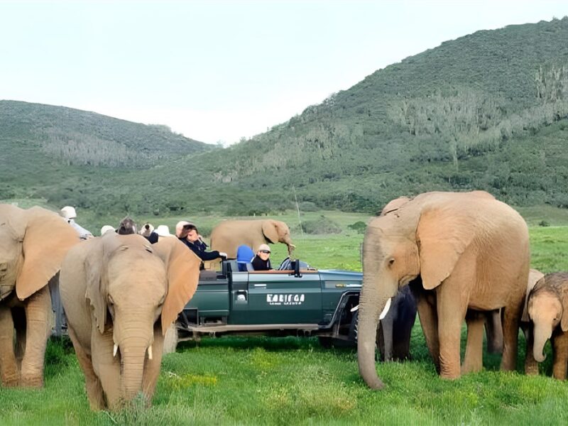 Game drive