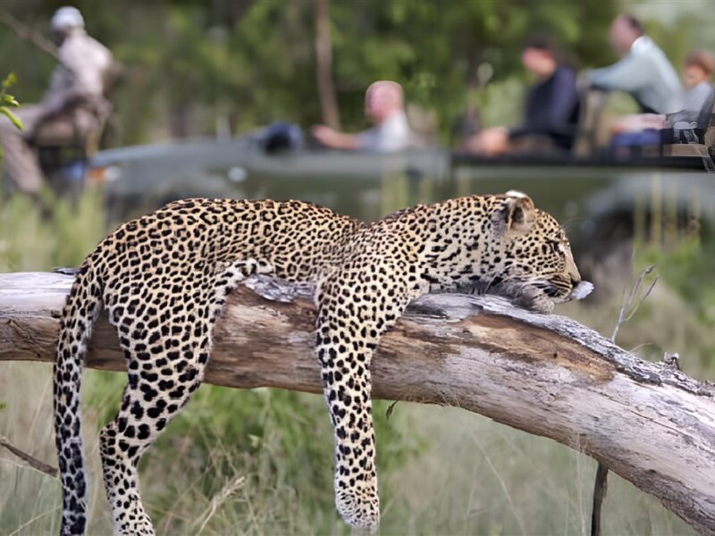 Game drive