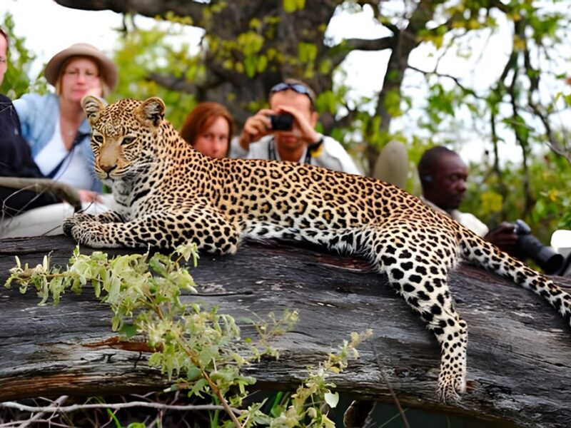 Game drive