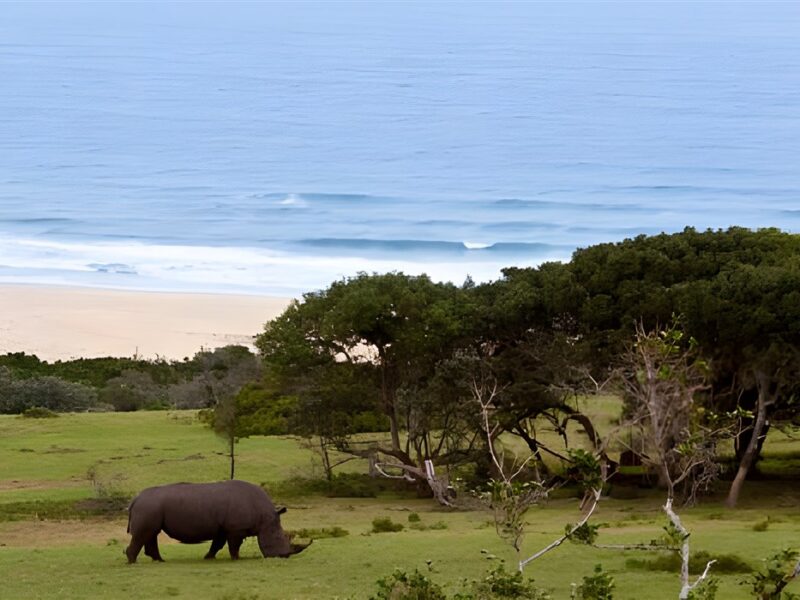 Ocean view