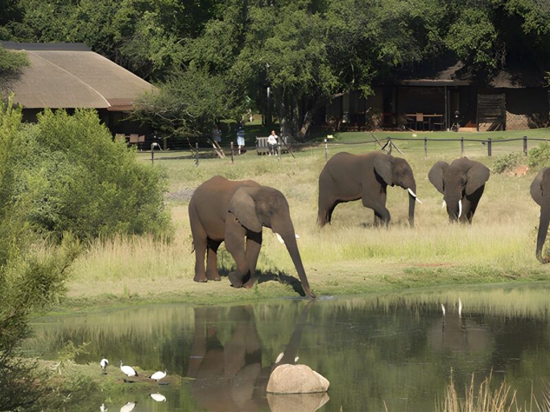 Lodge visitors