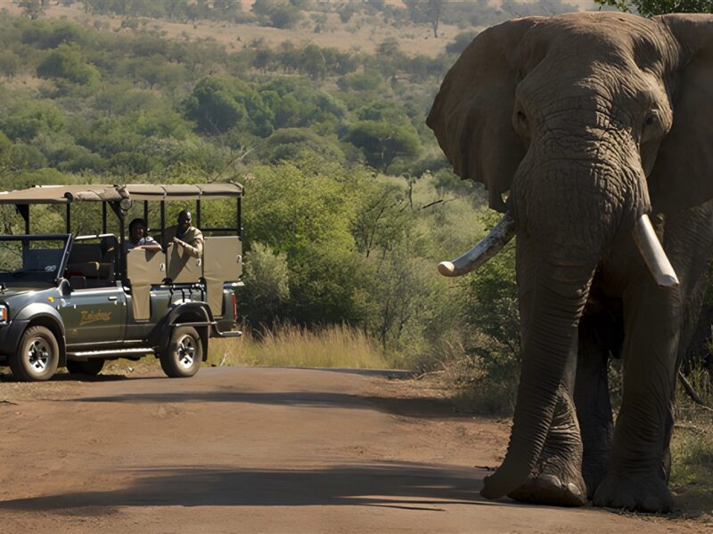 Game drive