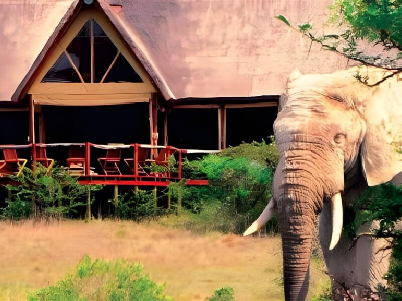 Visitor in camp
