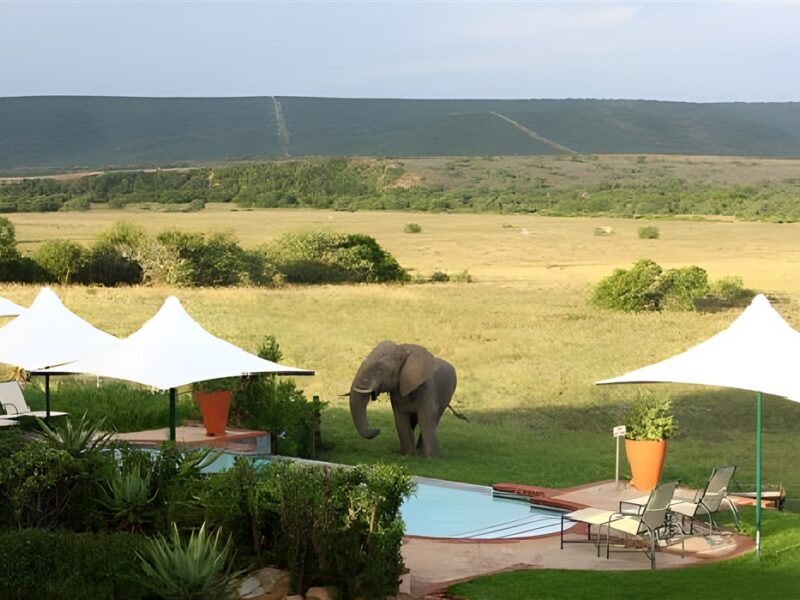 Elephant by pool