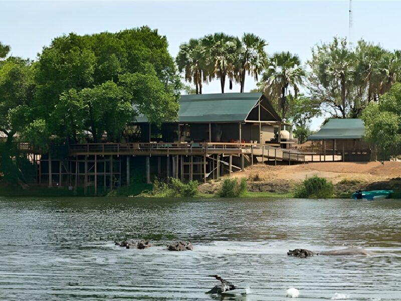 Hippos in the river