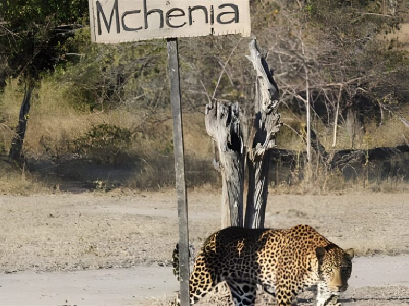Leopard in camp