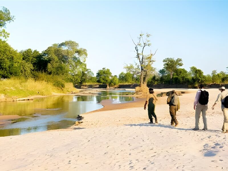 Walking safari