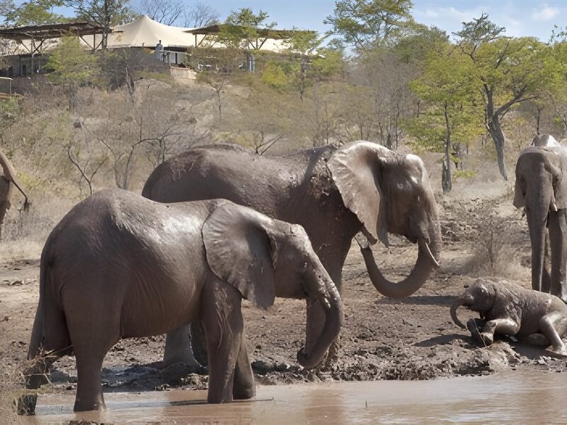 Elephants at the water hole