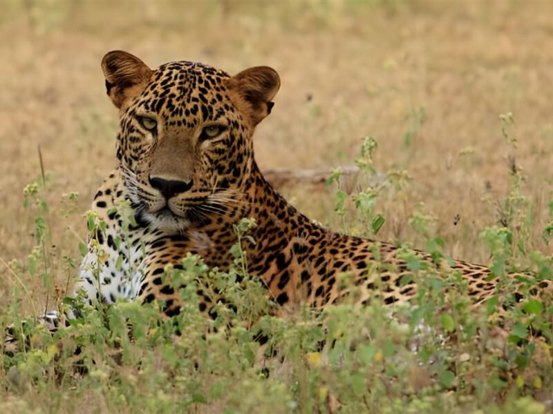 Spot Leopards in Yala National Park