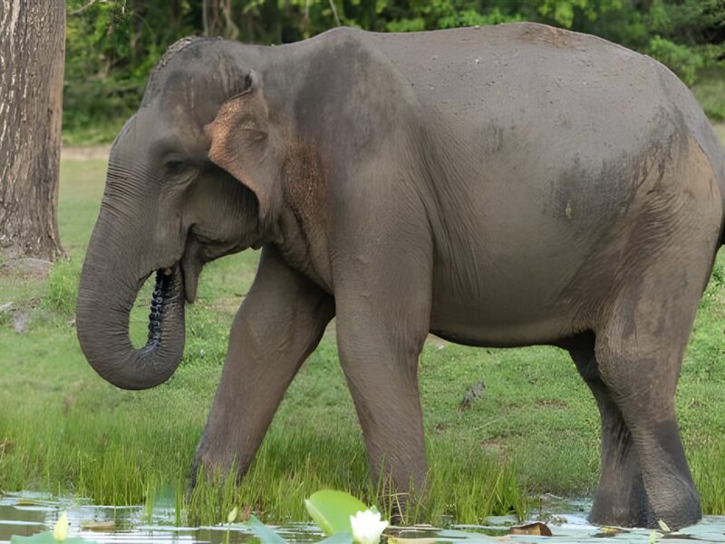 Yala National Park Game Viewing