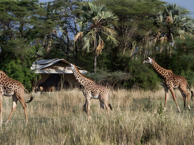 Camp visitors
