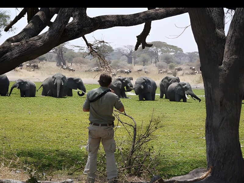 Tarangire National Park