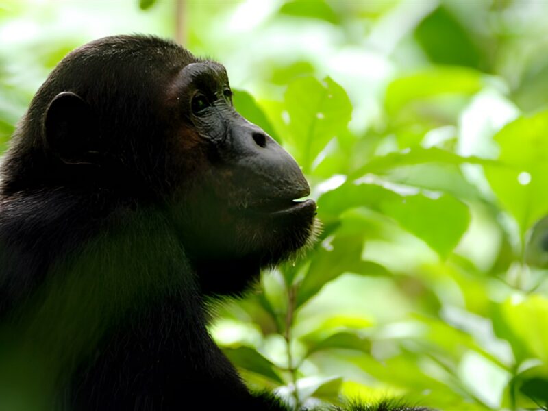 Chimp