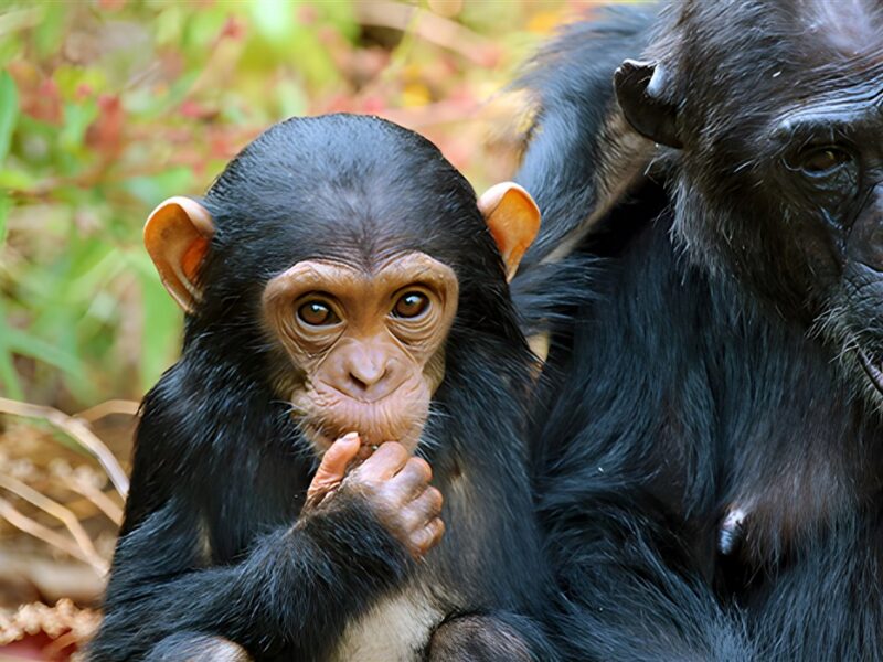 Chimps