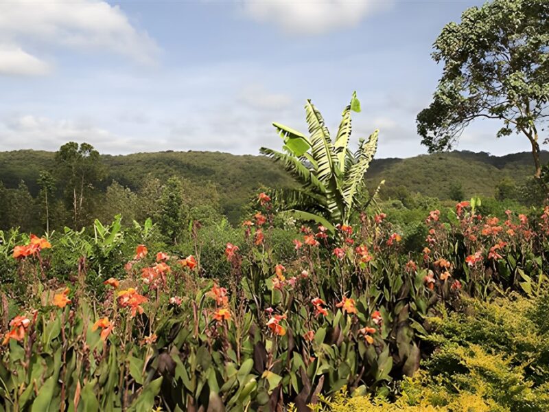 Surrounding countryside