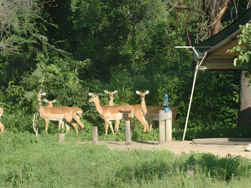 Camp visitors