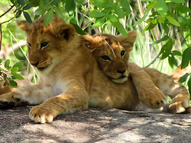 Game drive