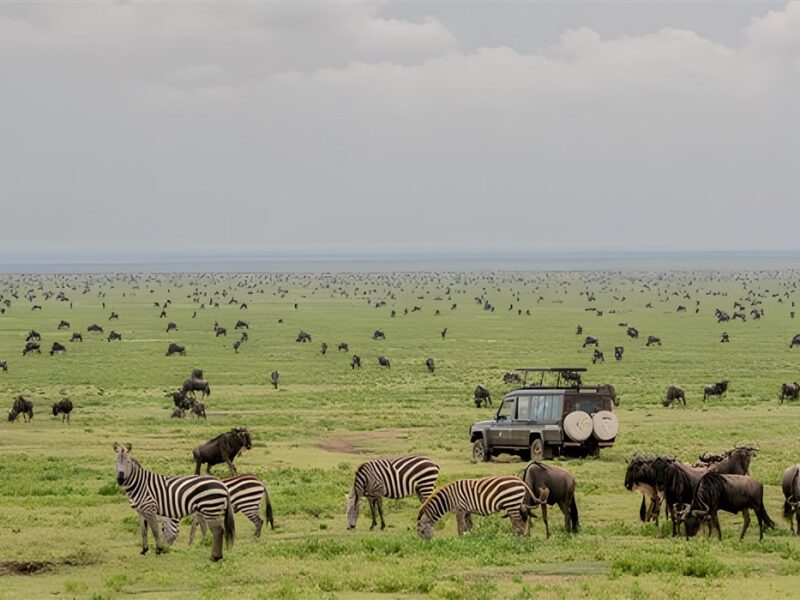 game drive