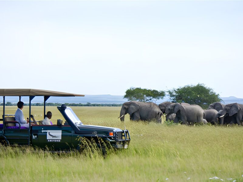 Game drive