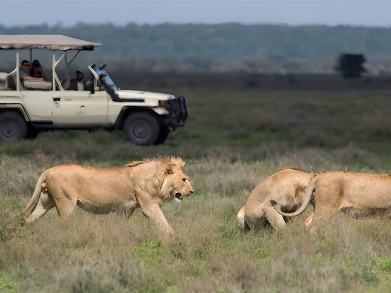 Game drive
