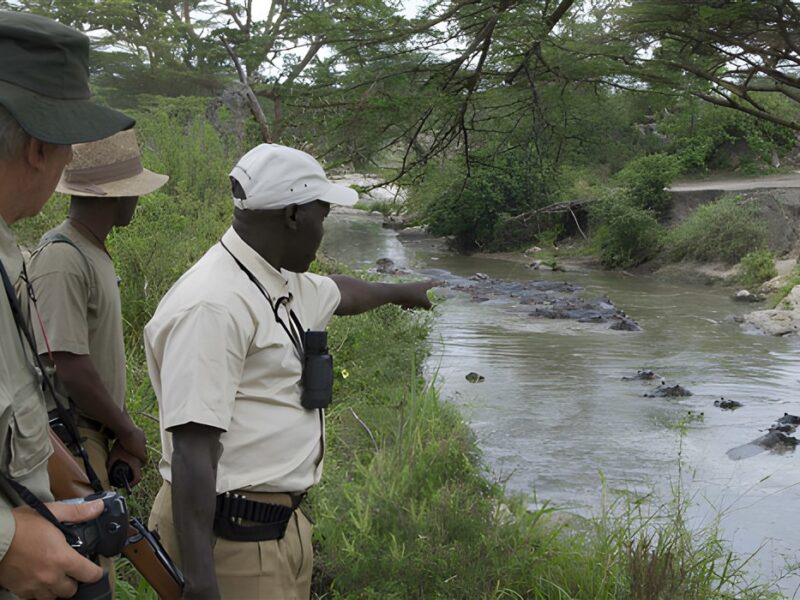 Resident hippos