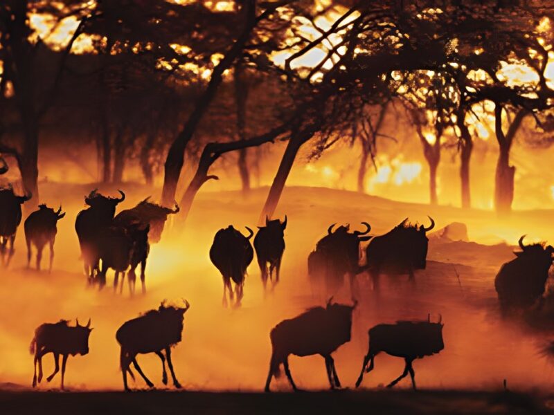 Wildebeest