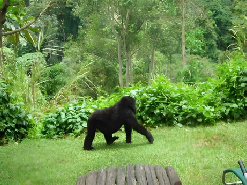 A stroll in the garden