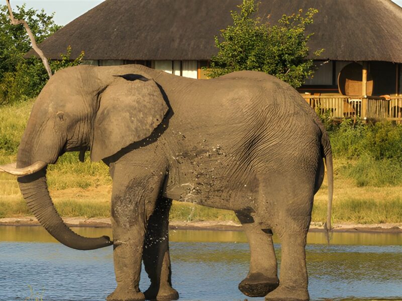Waterhole