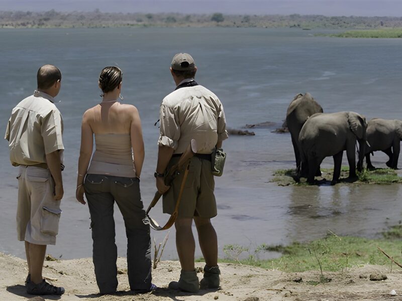 Walking safari
