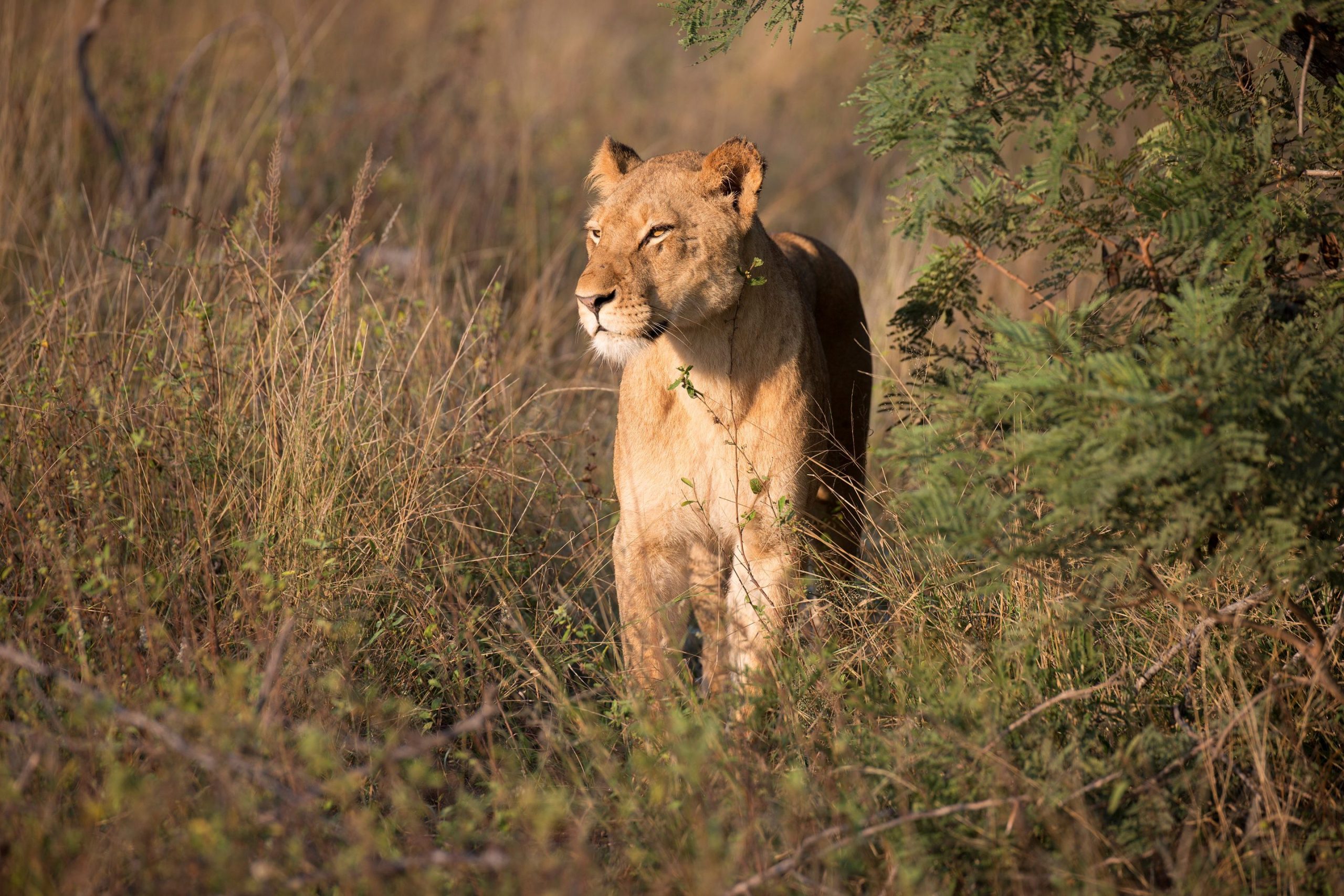 SOUTH AFRICA