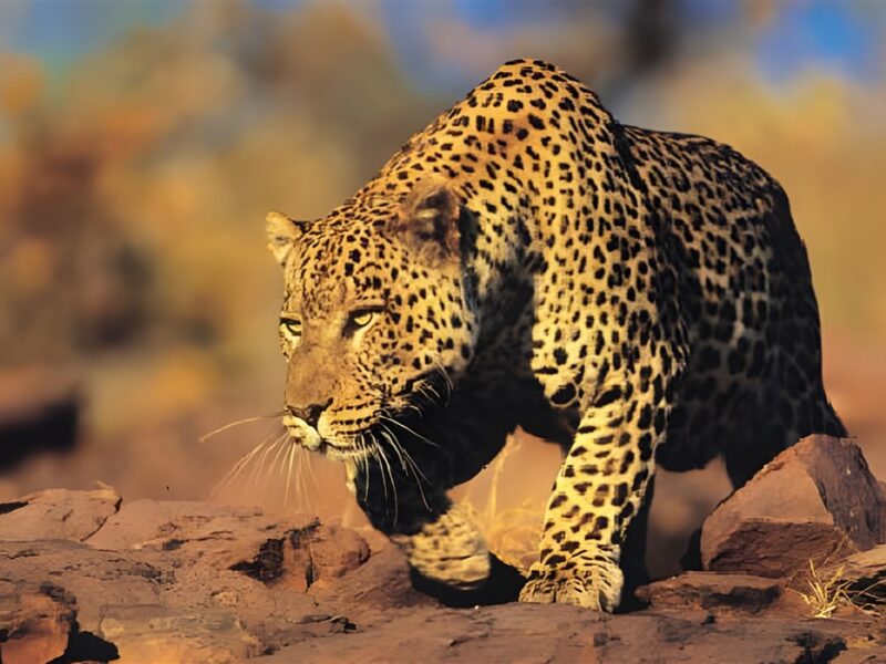 Leopard