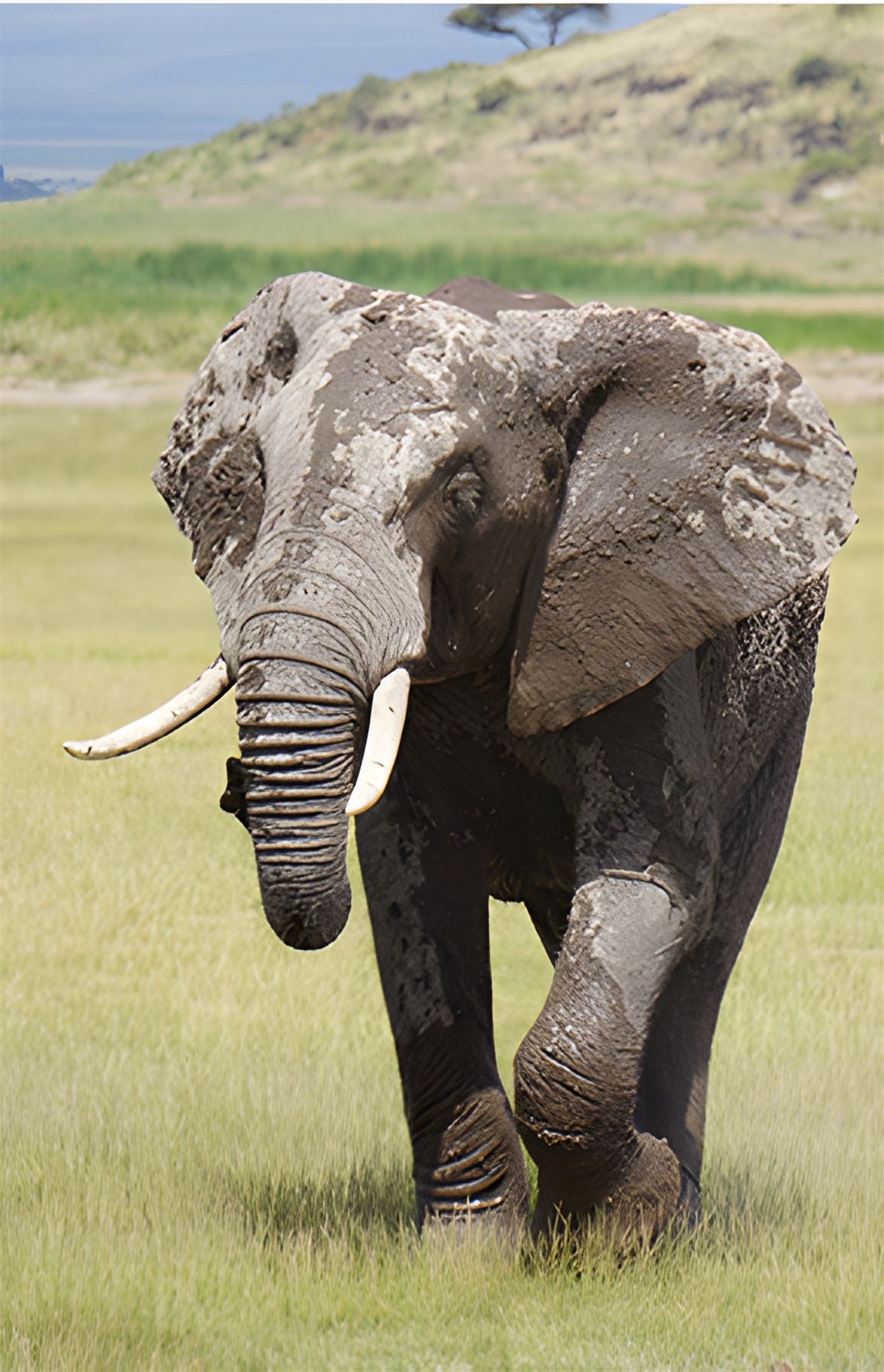Tusk