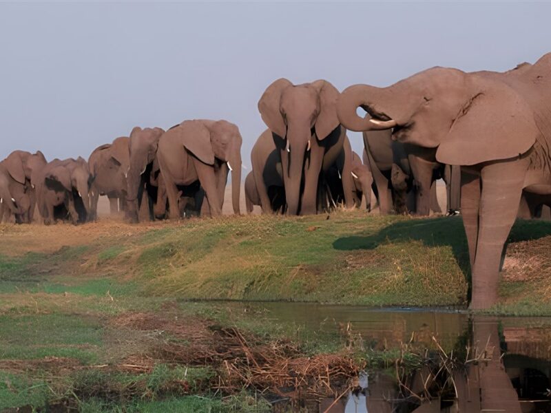 Chobe National Park