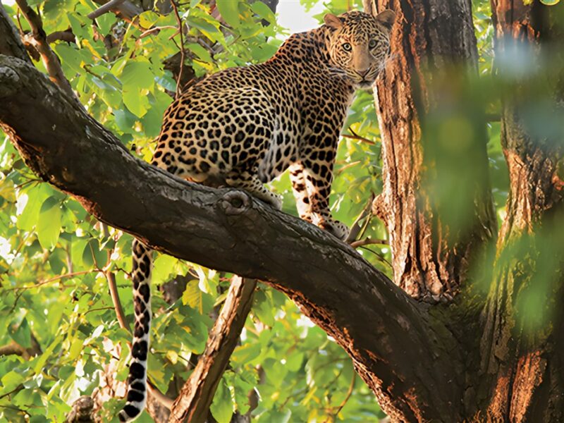 Leopard