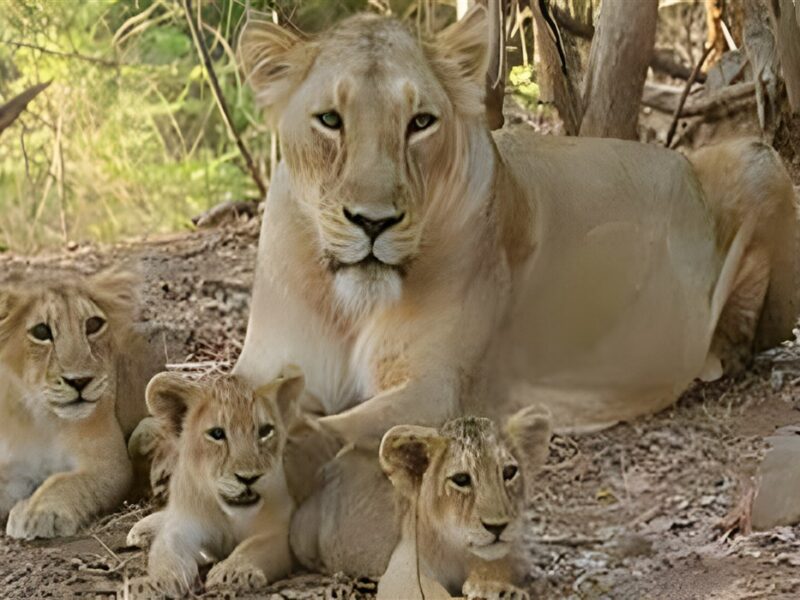 Lions