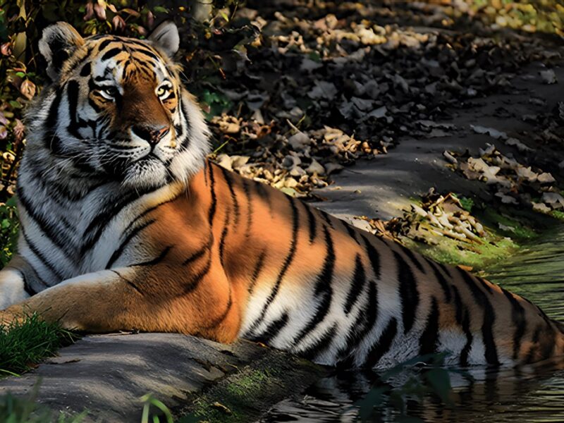Tiger