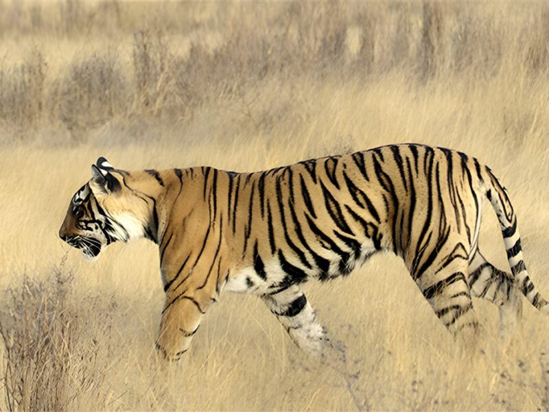 Ranthambore