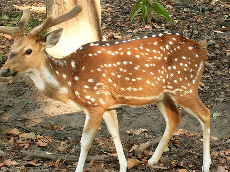 Ranthambore