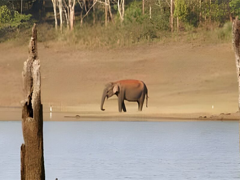 Wildlife