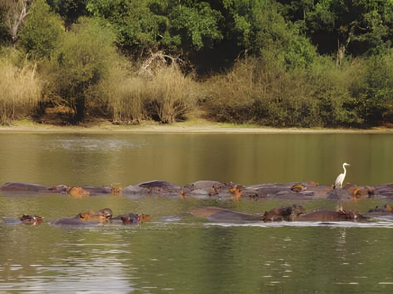 Hippos