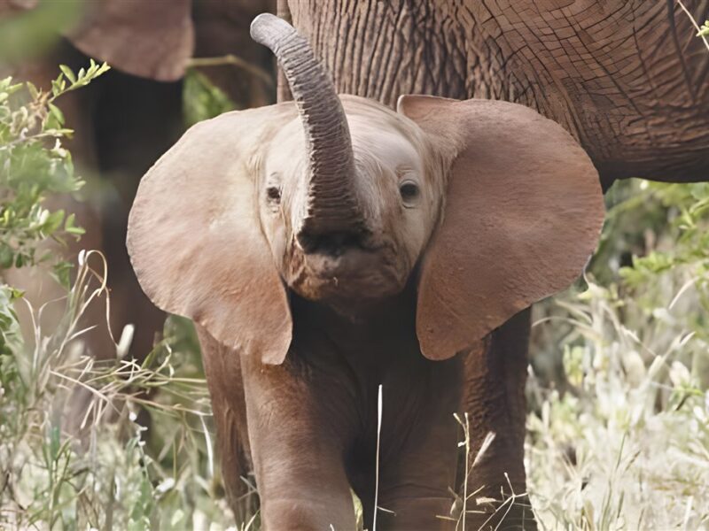 Baby elephant