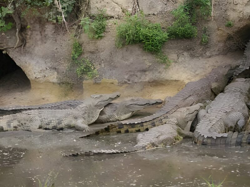 Crocodiles