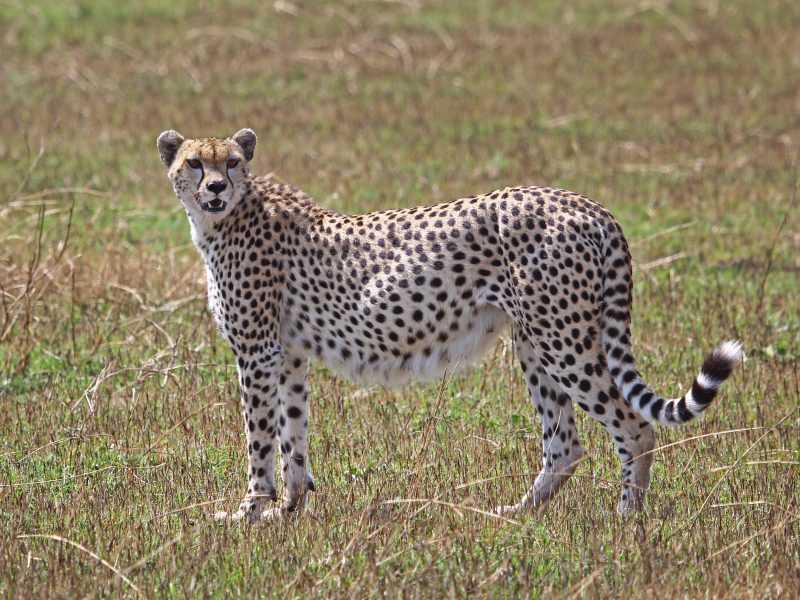 Cheetah
