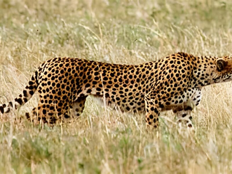 Cheetah