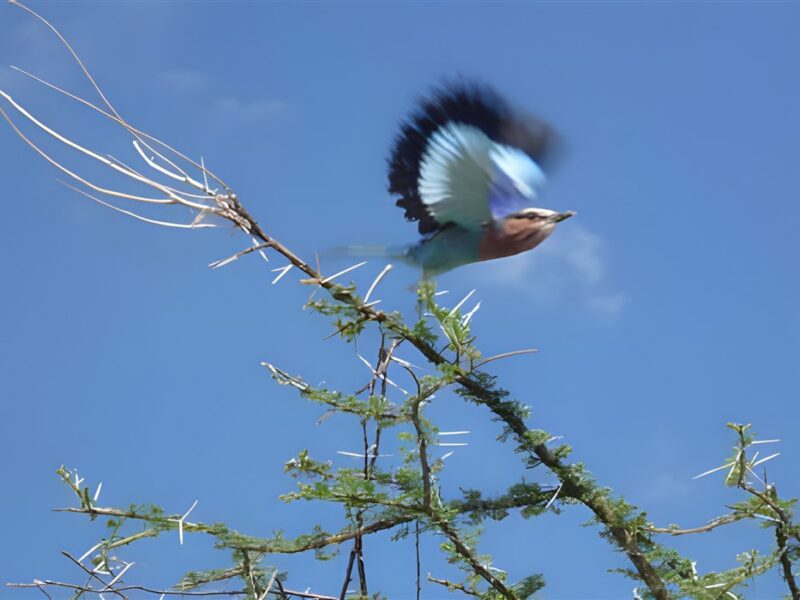 Lilac breasted roller