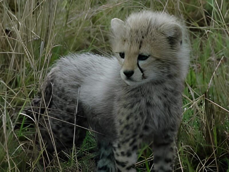 Baby Cheetah