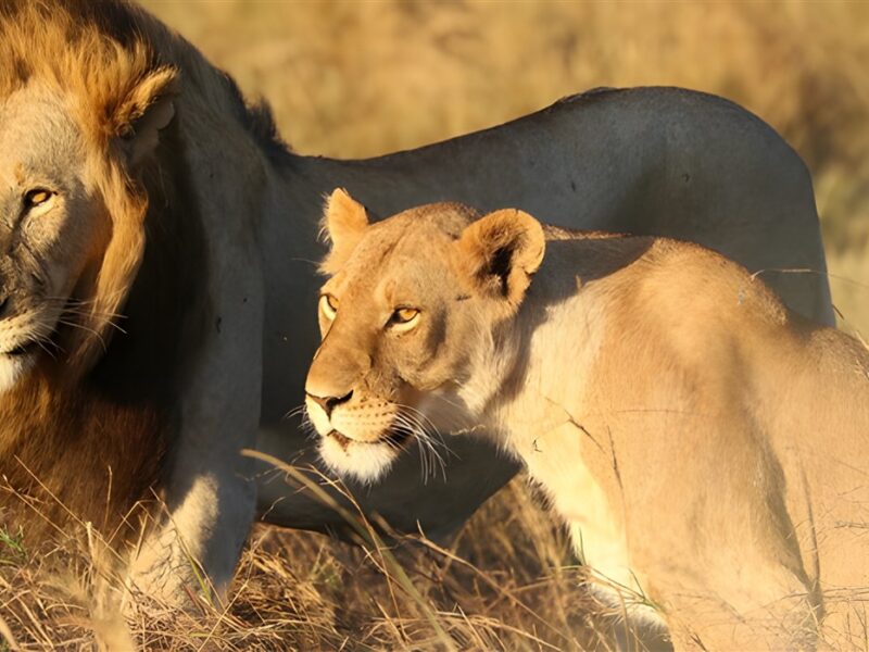 Lion and lioness Mara