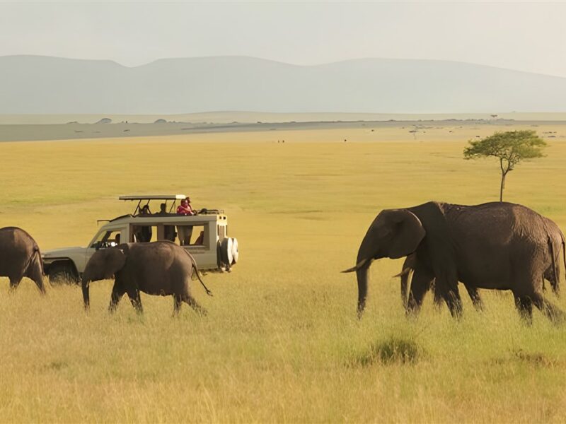 Sarova Mara Game Camp