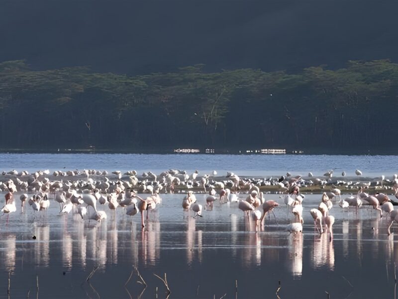 Lake Nakuru Flamingoes