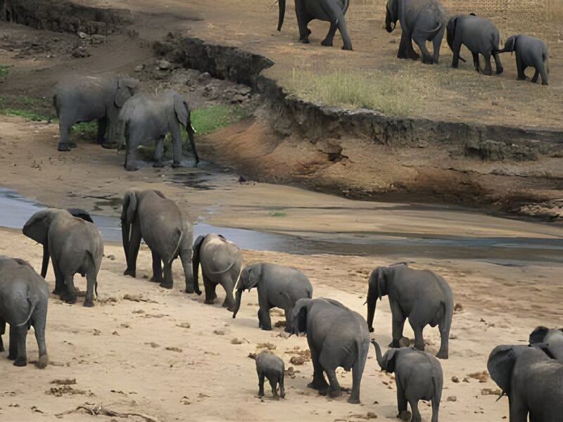 Tarangire elephants